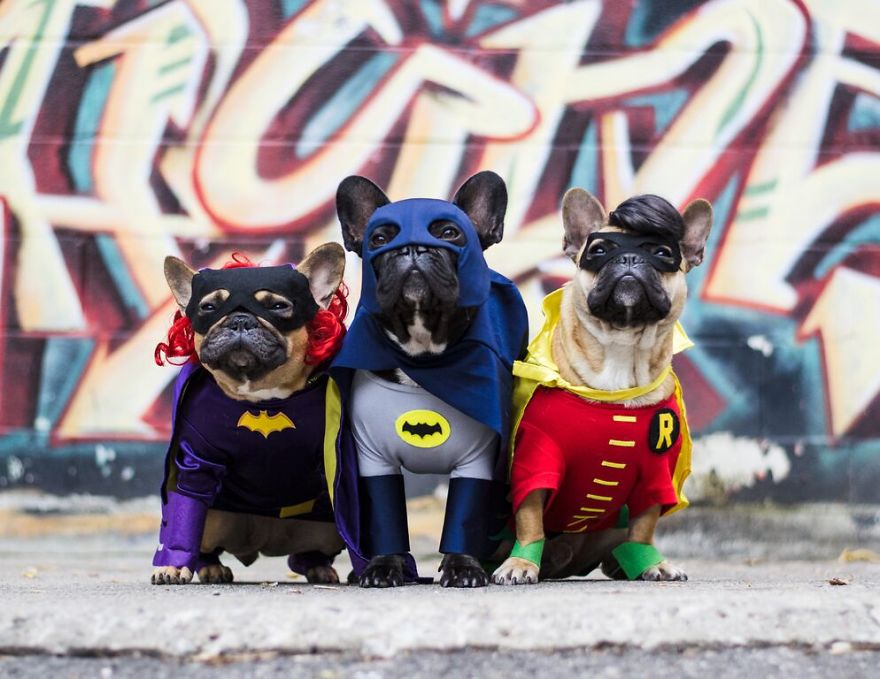 Circus elephant freed These French Bulldogs Dressed As Super Heroes Are The Cutest Things You Will See All Day