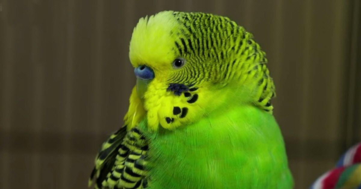 Meet Budgie, The Talking Bird With A Huge Vocabulary