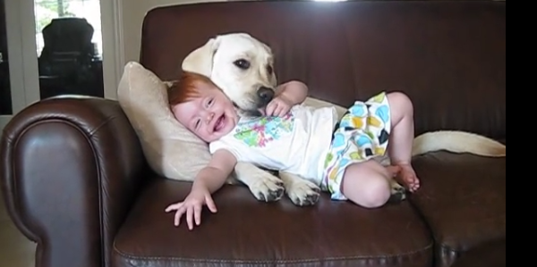 When This Toddler And Her Yellow Lab Get Together, The Cuteness Begins