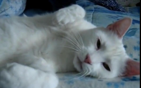 This Hilarious Cat Communicates In The Funniest Way