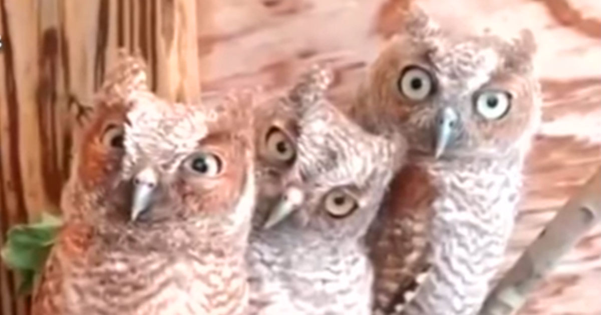 These Domesticated Owls Will Entertain You With Their Adorable Antics
