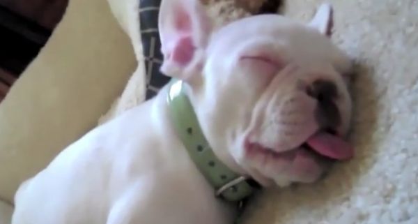 These Puppies Struggling To Stay Awake Are Unbelievably Cute