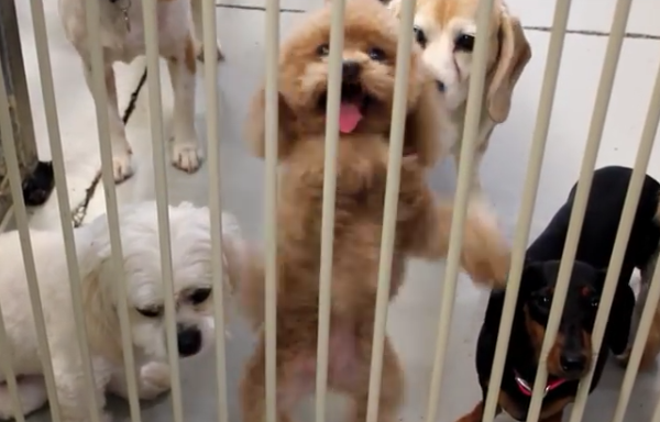 When You See How This Puppy Moves, You Can’t Help But Smile