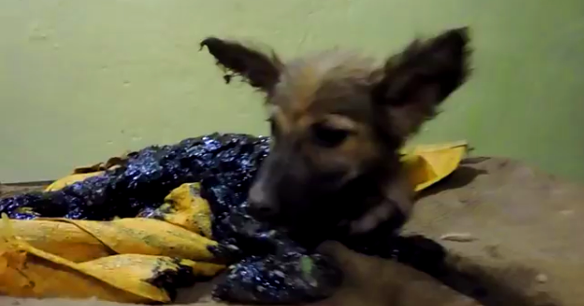 This Remarkable Rescue Of A Puppy Will Inspire You