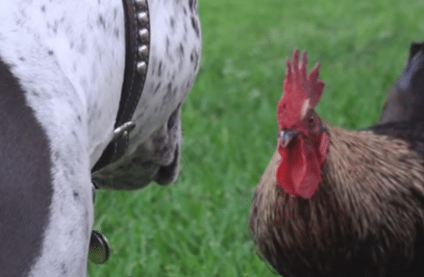 The Unique Relationship Between This Pitbull And Farm Animals Will Melt Your Heart