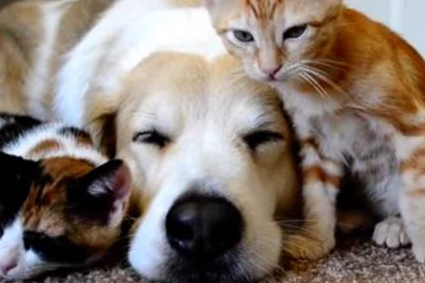 These Adorable Animals Wake Each Other Up In The Sweetest Way