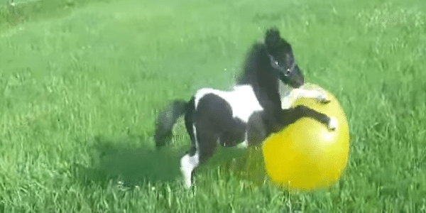 This Miniature Colt Will Instantly Melt Your Heart (Video)