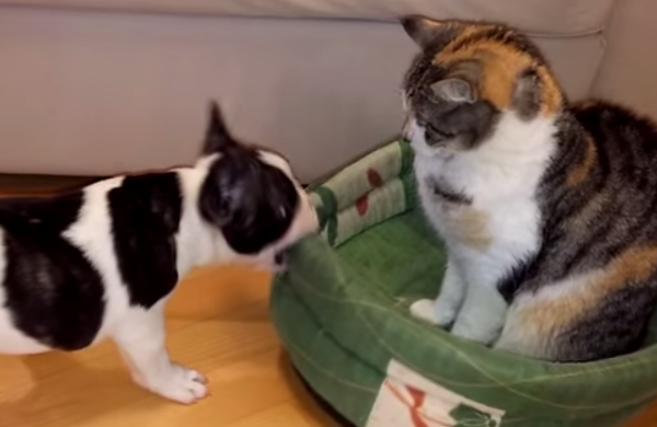 This Puppy Struggles To Get This Back And It Is Hilarious