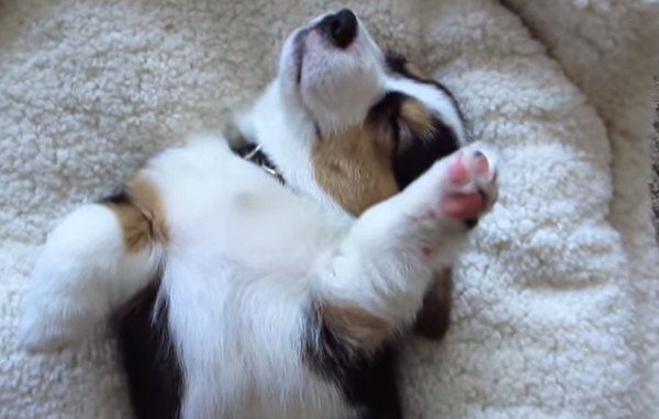 Gatsby The Corgi Is An Absolute Pro When It Comes To This