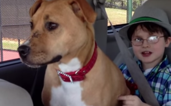 How This Rescue Dog Bonded With An Autistic Boy Is Heartwarming