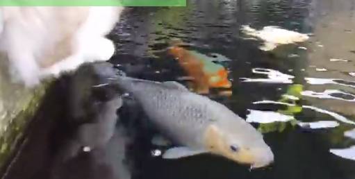 Beautiful Koi Fish Have A New Friend And You Will Be Surprised By Who It Is