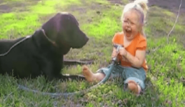 Labrador Retrievers Performing Their Funniest Routines Will Have You Laughing Out Loud