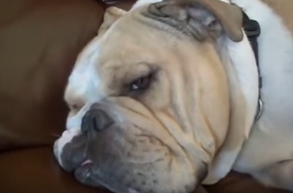 These Are Some Of The Laziest Dogs You Have Ever Seen