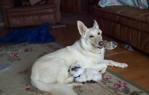 White German Shepherd Has Found A New Buddy To Cuddle With And It Is Precious