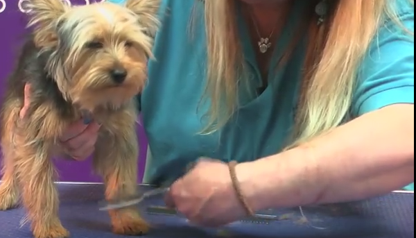 A Lesson In How To Groom Your Yorkshire Terrier