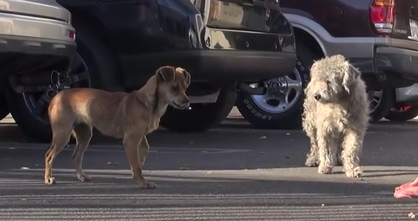 The Heartwarming Rescue Of Two Homeless Dogs