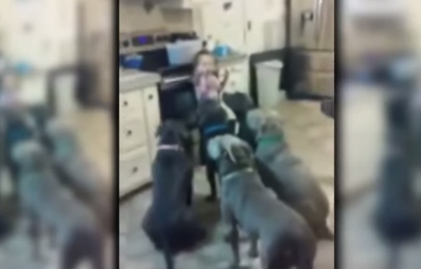 What This 4-Year-Old Girl Does With Her 6 Pitbulls Is Absolutely Incredible