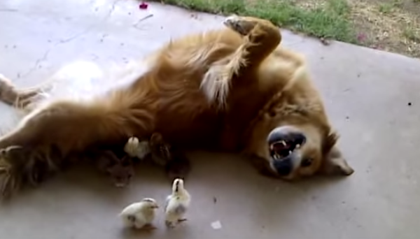A Retriever Has An Interesting Relationship With These 10 Baby Chicks