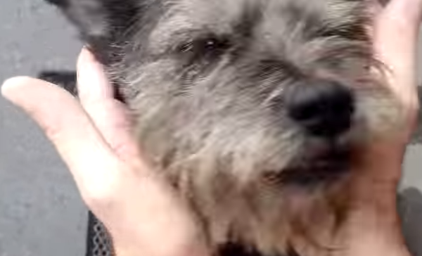 The Touching Reunion Of A Lost Dog With His Owner Will Make You Smile