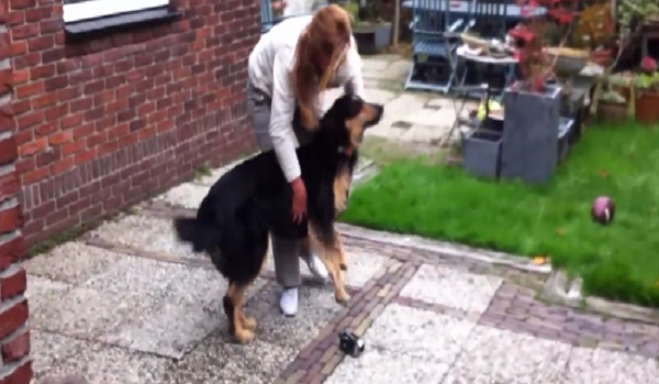 This Touching Reunion Of A Dog And Her Owners Will Melt Your Heart