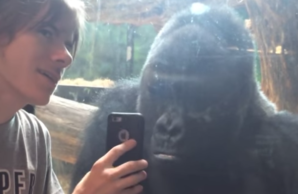 This Gorilla Has The Funniest Reaction To Seeing A Particular Photo