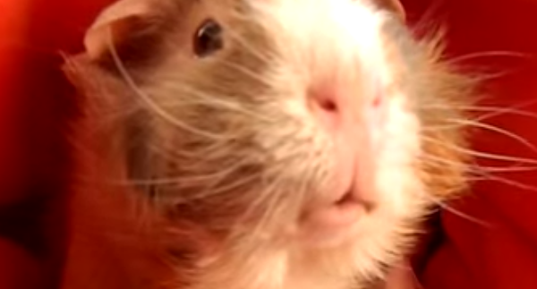 These Guinea Pigs Have A Conversation That Will Leave You Laughing