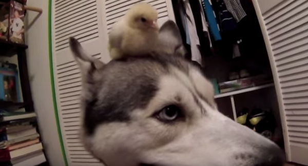 This Husky And His New Companion Are Hilarious Together