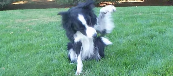 This Talented Border Collie Can Perform Just About Any Trick