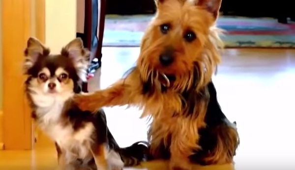 This Silly Dog Blaming His Friend For His Mischief Is Hilarious
