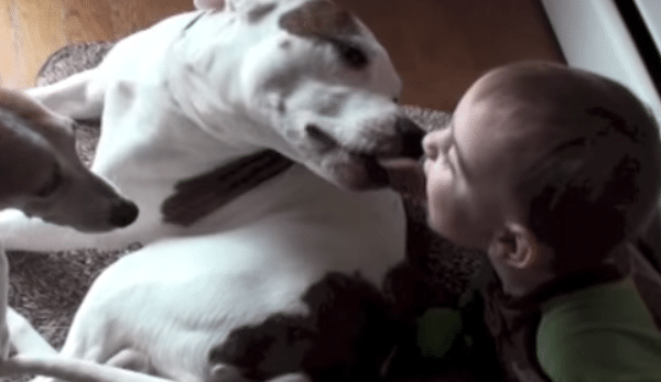 This Baby And His Pitbull Have An Adorable Morning Ritual