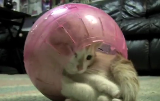 Wait Until You See What Happens When This Kitten Decides To Play With A Hamster Ball