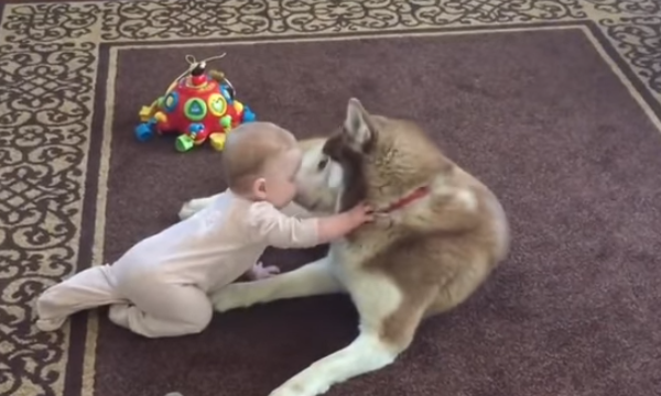 You Won’t Believe This Baby And His Siberian Husky…