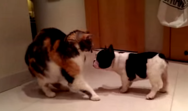 Puppies Meeting Their Cat Companions For The First Time And Their Reaction Is Priceless