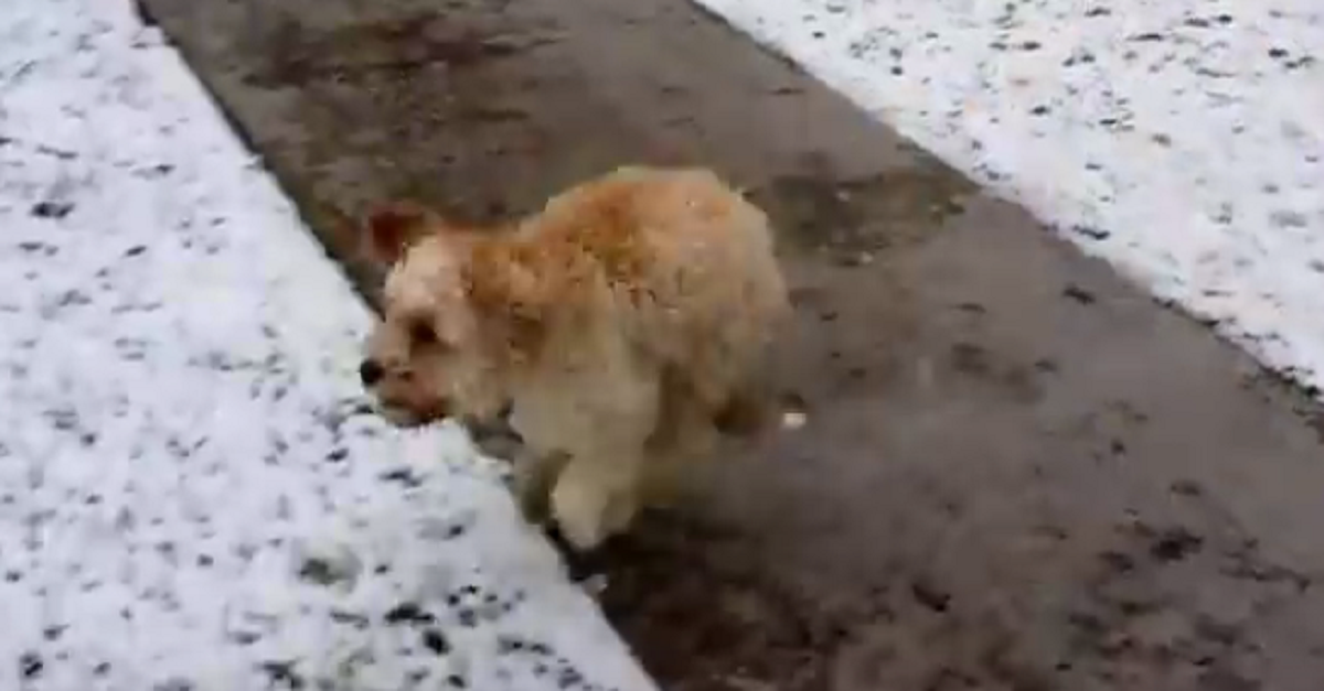 This Cockapoo Puppy Sees Snow For The First Time And Her Reaction Is Priceless