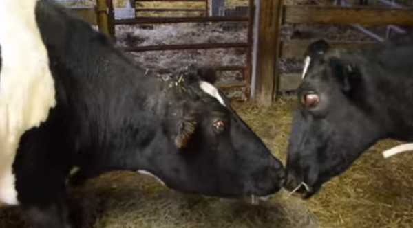 A Special Bond Unites These Two Cows