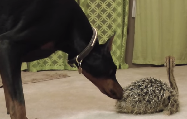 They Brought This New Pet Home and Their Doberman’s Reaction Is Priceless