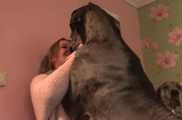 Great Britain’s Biggest Dog Acts Like A Huge Puppy