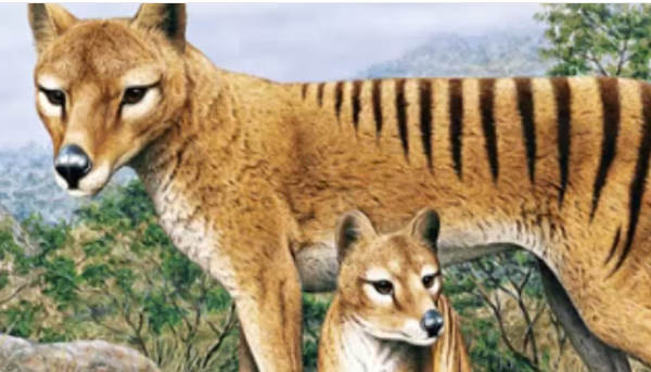 Top 10 Extinct Animals That You Probably Have Never Seen