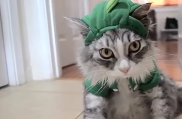Dogs And Cats In Halloween Costumes Is Very Funny