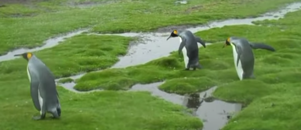 These Penguins Are Having A Fun-Filled Day Until This Happens