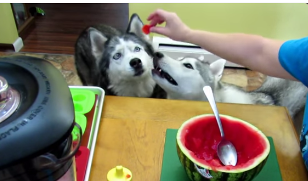 She Shows You How To Make Special Treats For Your Dogs