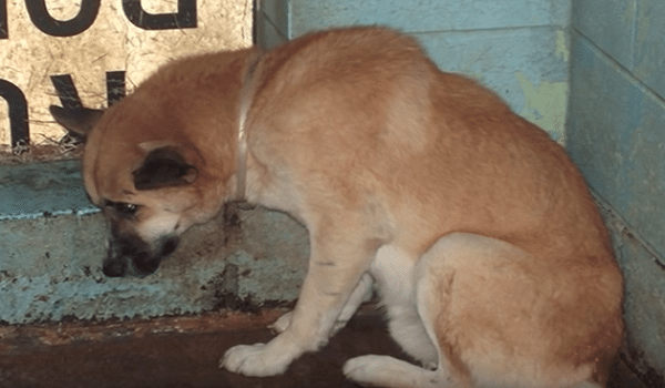 Wait Until You See The Heartwarming Transformation of Jimmy The Shelter Dog