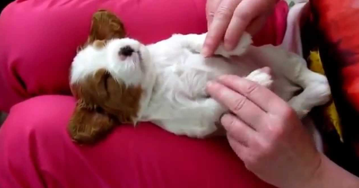 Here Is The Secret For Making Your Puppy Happy