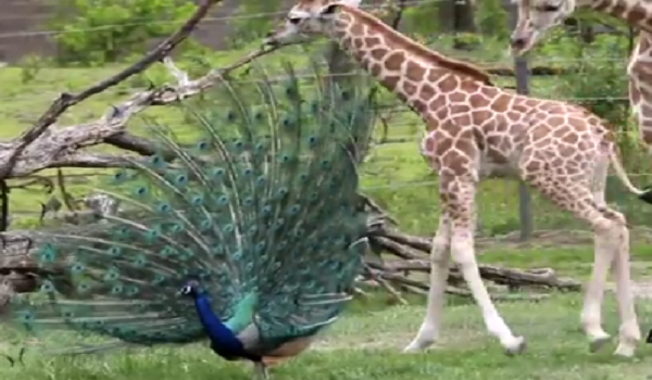 A Peacock Invades The Giraffe’s Territory.  What Happens Next is Hilarious