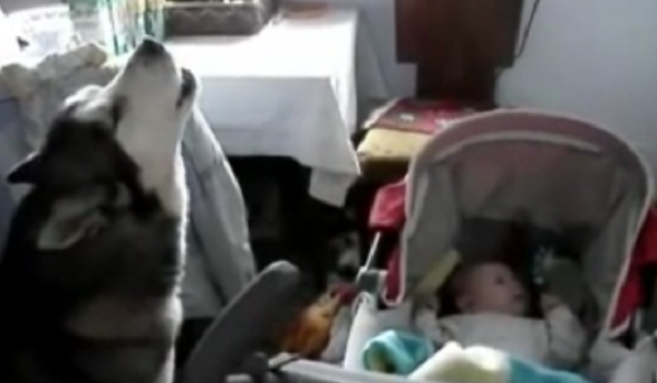 What This Husky Does To Calm This Baby Is Beautiful