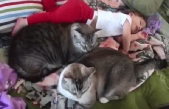 The Friendship Between These Cats And Babies Will Melt Your Heart