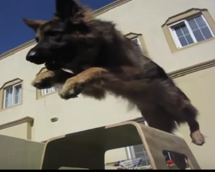 What This German Shepherd Does Will Astound You
