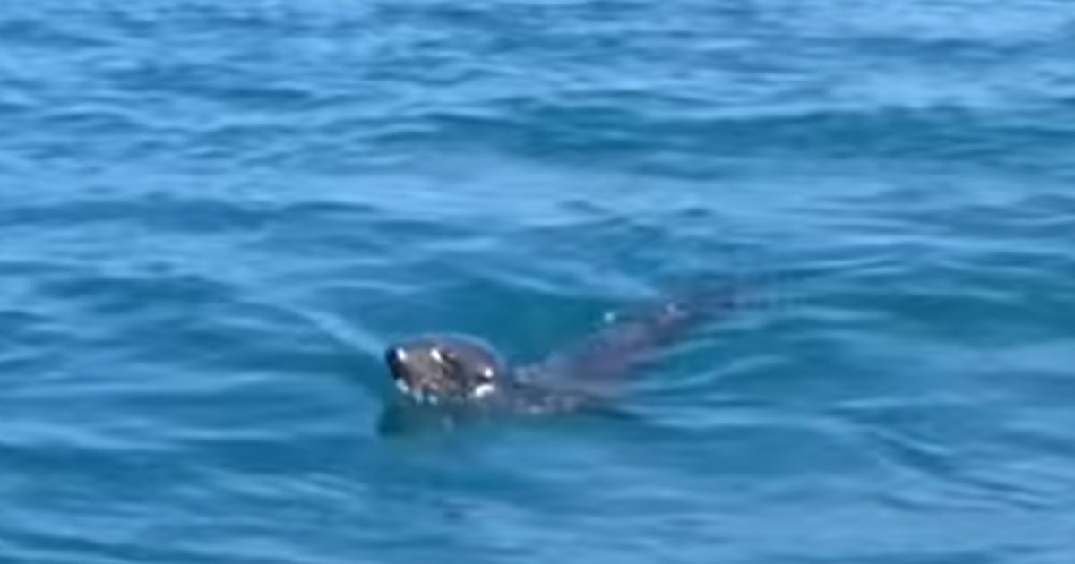 These Sailors Could Not Believe What They Saw What This Seal Was Doing…
