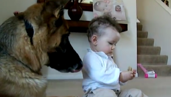 Dog Is Very Patient With This Baby When She Takes This From Him
