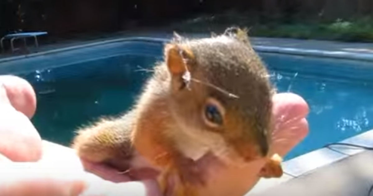 When This Baby Red Squirrel Lost His Mother, It Didn’t Take Long To Find A Replacement